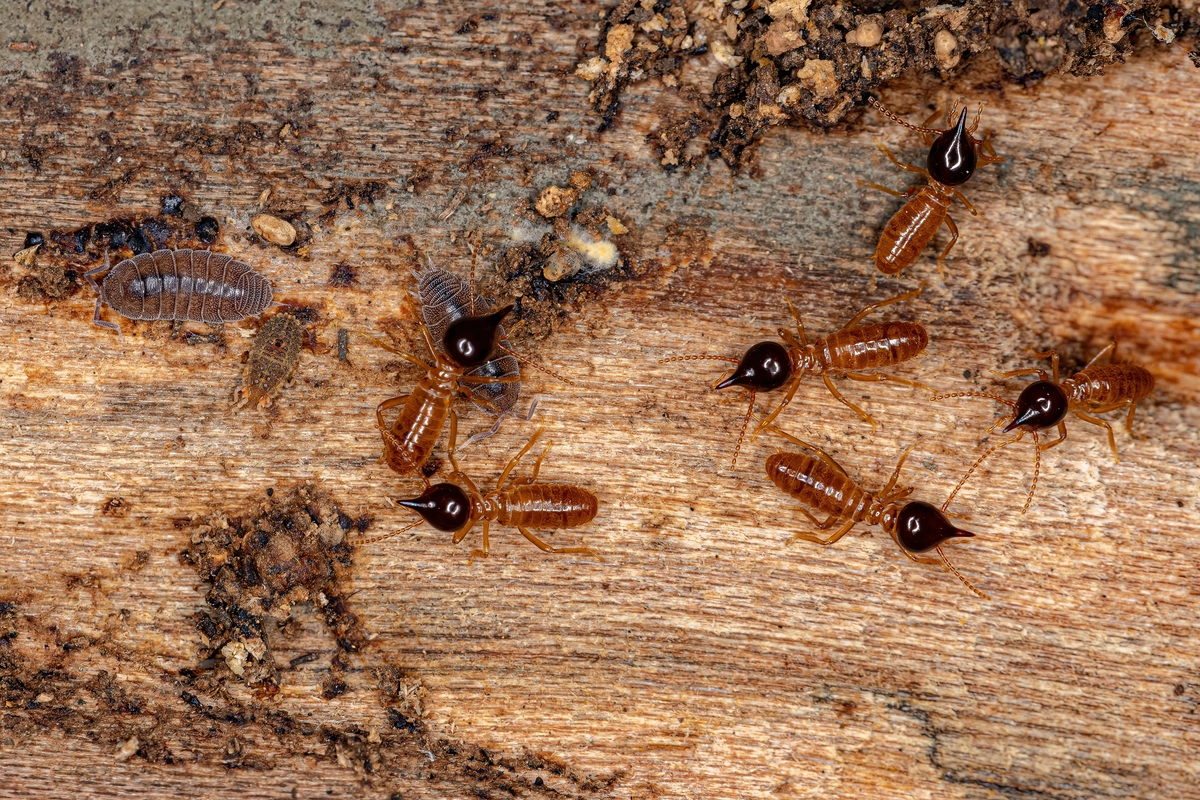 Termites Inspection Checklist for a Safe and Protected Property